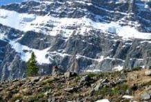 Edith Cavell Meadows